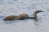 Black-throated Diver with juvenile