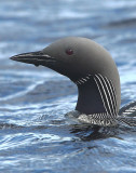 Black-throated Diver