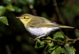 Wood  Warbler