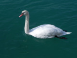 Como Swan by Bob Moncy