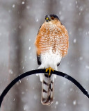 Coopers Hawk by Jack Sprano. 2A tied