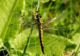 Orthetrum cancellatum -teneral female
Black-tailed Skimmer
Stor Blåpil - hun 