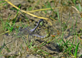 Orthetrum cancellatum -teneral 
Black-tailed Skimmer 
Stor Blåpil 
