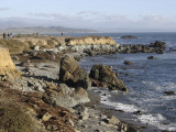 Elephant Seal Beach