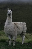 llama