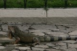 iguanas in the park in downtown Guayaquil