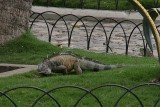 iguanas in the park in downtown Guayaquil