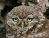 Little Owl (Youngster).