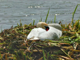 Swan on her nest.
