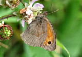 Meadow Brown (Male).
