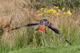 Red Kite.