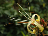 Imperial Bromeliad