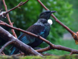 Tui 5