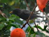 Starling 2
