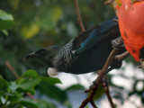 Tui Parson Bird 1