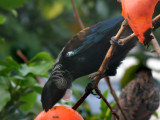 Tui Parson Bird 2