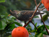 Starling 6