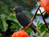 Starling 7