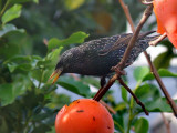 Starling 11
