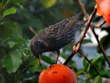 Starling 13