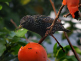 Starling 16