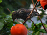 Starling 17