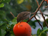 Yellowhammer 16