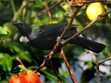 Tui Parson Bird 8