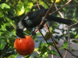 Tui Parson Bird 12