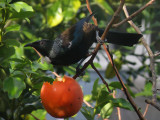 Tui Parson Bird 13