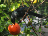 Tui Parson Bird 14