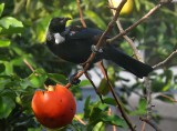 Tui Parson Bird 15
