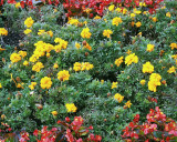 Snapdragons