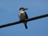 Kingfisher 1