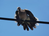 Spotted Dove 1