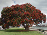 Pohutakawa Tree 1