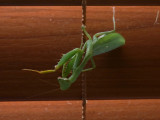 Praying Mantis 2