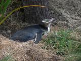 424L Yellow-eyed penguin nesting.jpg