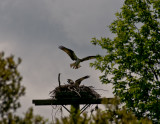 osprey DSC00782wb.jpg