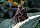 Morpho bleu - Morpho helenor