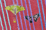 Papillon- lune indien  / Actias selene