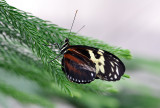 Hliconius melpomne / Heliconius melpomene