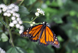 Monarque / Danaus plexippus