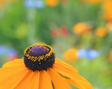 Black-eyed susan, another view