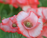 Pink Poppies