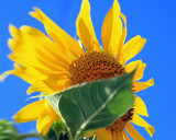 Sunflower and leaf