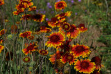 Indian Blanket Flower on Watts Valley Road