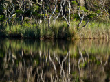 Dancing on the water by Dennis