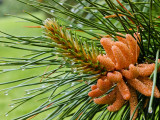 Rain Covered Pine Branch - Brad