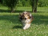 Buddy in the clover -ArtP